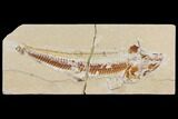 Bargain, Cretaceous Viper Fish (Prionolepis) - Lebanon #147180-1